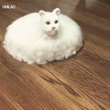 Cat Roomba